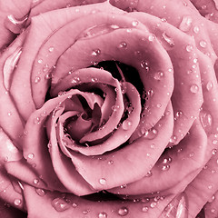 Image showing pink rose