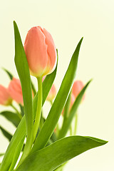 Image showing orange tulips