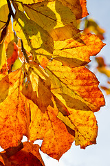 Image showing autumn foliage