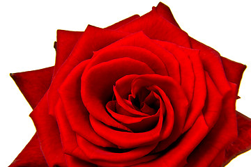 Image showing red rose