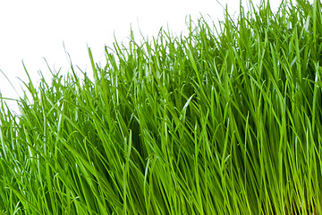 Image showing green grass