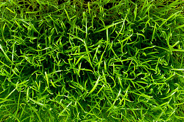 Image showing green grass