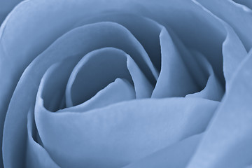 Image showing blue rose macro