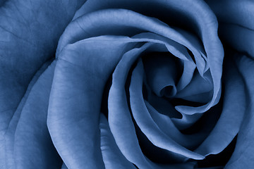 Image showing blue rose