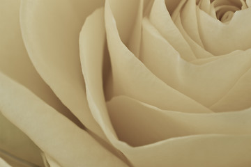 Image showing white rose macro