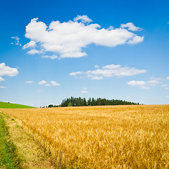 Image showing agriculture landscape