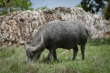 Image showing water buffalo