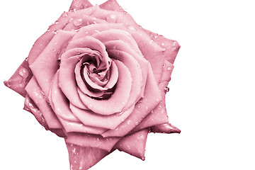 Image showing pink rose