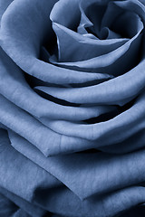 Image showing blue rose