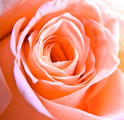 Image showing pink rose petals