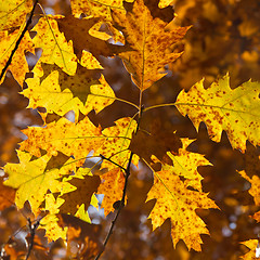 Image showing autumn foliage