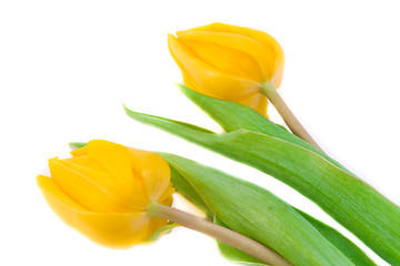 Image showing tulips