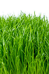 Image showing green grass