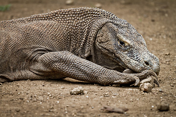 Image showing komodo dragon in natural habitat