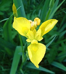 Image showing Wild Flower