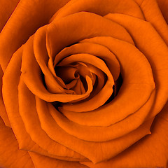 Image showing orange rose