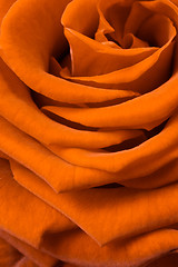 Image showing orange rose