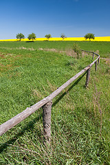 Image showing rape field