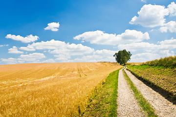 Image showing agriculture landscape