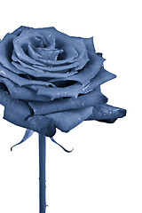 Image showing blue rose