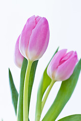 Image showing pink tulips