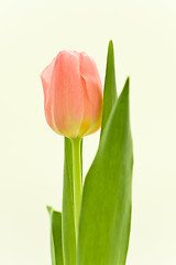 Image showing orange tulips