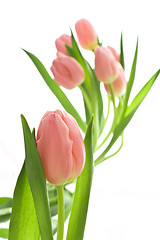 Image showing orange tulips