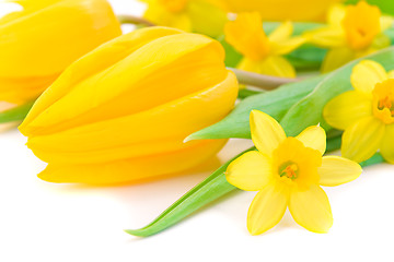 Image showing tulips and daffodils