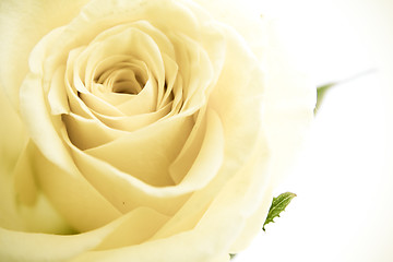 Image showing white rose petals