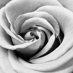 Image showing white rose