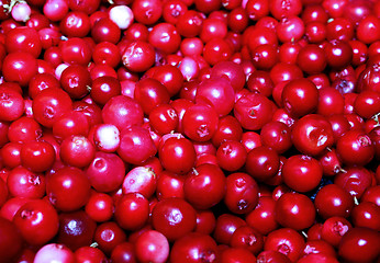 Image showing red berrys