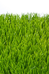 Image showing green grass