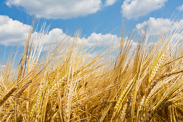 Image showing agriculture landscape