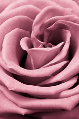 Image showing pink rose