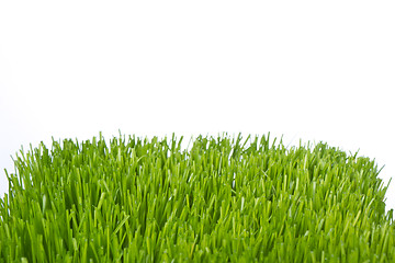 Image showing green grass