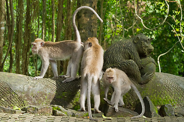 Image showing Monkey (Macaca fascicularis)