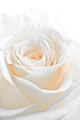 Image showing white rose petals