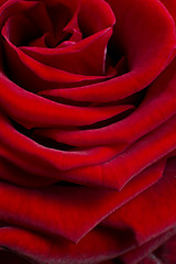 Image showing red rose