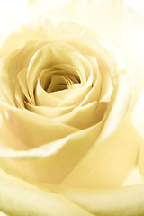 Image showing white rose petals