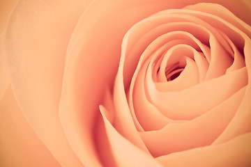 Image showing orange rose macro