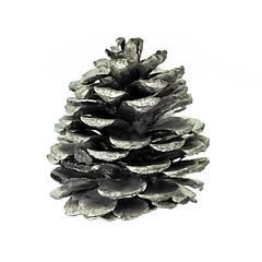 Image showing pine cone