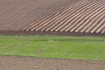 Image showing potatoe field