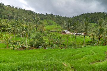 Image showing rice fields in Bali, Indonesia