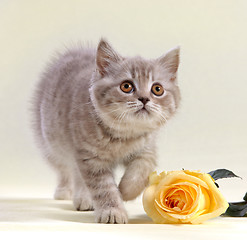 Image showing kitten and yellow rose