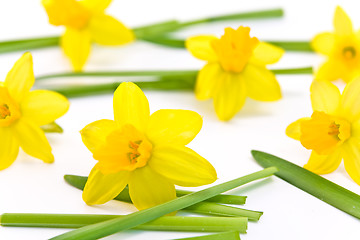 Image showing daffodils background