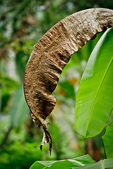 Image showing banana plant
