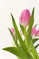 Image showing pink tulips