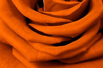 Image showing orange rose