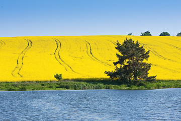 Image showing rape field