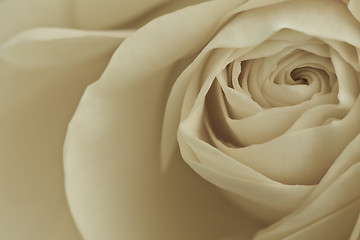 Image showing white rose macro